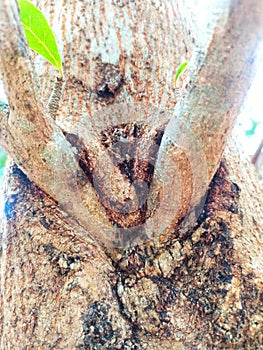 View of Mango tree trunk