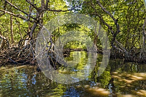A view of a mangrove channel in a cove next to West Bay on Roatan Island