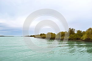 View of mangrove forests, strange forests that grow on water.