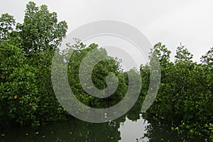 the view on the mangrove river, pulau balang indonesia