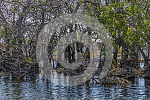 A view through mangrove trees towards a dock in the Everglades, Florida
