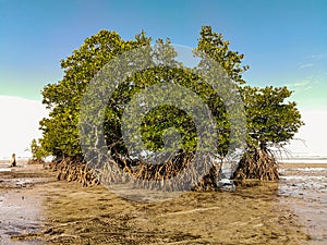 View of mangroves in the middle of the beach at low tide. Beautiful view of Mangrove tree on the edge of the beach with blue sky