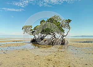 View of mangroves in the middle of the beach at low tide. Beautiful view of Mangrove tree on the edge of the beach with blue sky