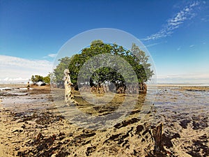 View of mangroves in the middle of the beach at low tide. Beautiful view of Mangrove tree on the edge of the beach with blue sky