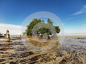 View of mangroves in the middle of the beach at low tide. Beautiful view of Mangrove tree on the edge of the beach with blue sky
