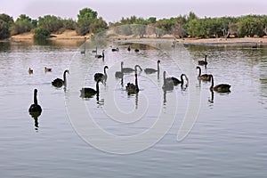 View of manmade lake with black swans at Al Qudra Lakes in Al Marmoom Desert Conservation Reserve. Love Lake, Dubai,UAE
