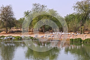 View of the manmade lake with pink flamingo at Al Qudra Lakes in Al Marmoom Desert Conservation Reserve. Dubai, UAE photo