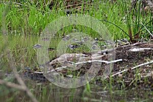 Baby alligators in Lake Martin, Louisiana, USA photo