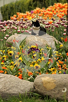 View of many colored tulips by the cat in Gulhane Park at Istanbul Tulip Festival