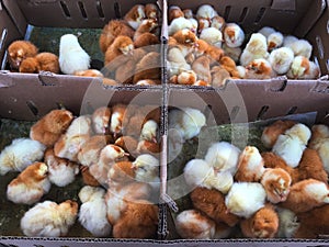 A view of many newborn yellow and brown chicken chicks that are for sale in cartonnen boxes