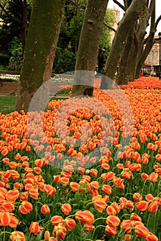 View of many orange colored tulips with greens by the road and under trees in Gulhane Park at Istanbul Tulip Festival