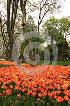 View of many orange colored tulips by the trees in Gulhane Park at Istanbul Tulip Festival