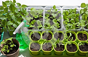 View of the many pots with seedlings