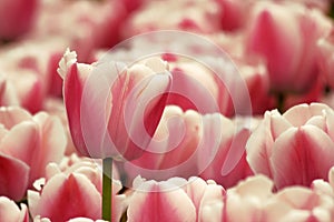 Close up tulip with red and white colored in a garden