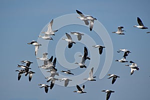 A view of so many Snow Geese flying together.