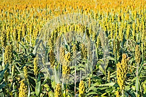 The view is that many sorghum fields that are ripe red are waiting to be harvested