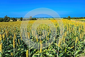 The view is that many sorghum fields that are ripe red are waiting to be harvested