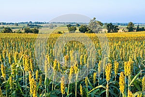 The view is that many sorghum fields that are ripe red are waiting to be harvested