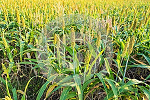 The view is that many sorghum fields that are ripe red are waiting to be harvested