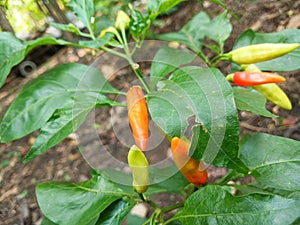 view of many Tabasco pepper (Capsicum frutescens) or Chilli peppers on tree branches with green