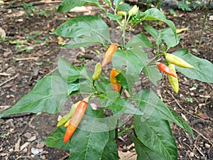 view of many Tabasco pepper (Capsicum frutescens) or Chilli peppers on tree branches with green leaves