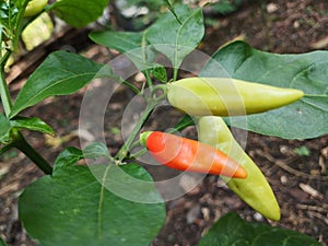 view of many Tabasco pepper (Capsicum frutescens) or Chilli peppers on tree branches with green leaves nature background