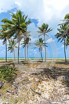 View of Maracaipe beach, Ipojuca PE Brazil