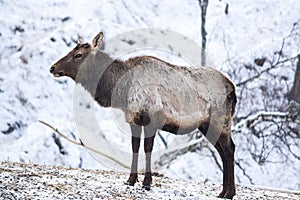 View of maral Cervus elaphus sibiricus