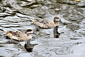 A view of a Marbled Teal