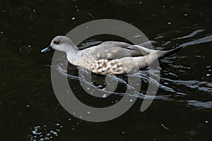 A view of a Marbled Teal