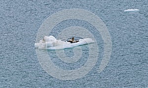 A view from beside the Margerie Glacier of Stellar sea lions on an ice flow in Glacier Bay, Alaska