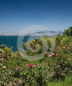 View of the Marmara Sea to  Istanbul from the beautiful rose  garden with the Adalar Islands on a sunny summer day