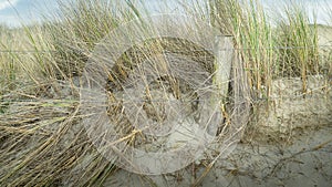 View on marram grass and the sand dunes at the North Sea in Petten, North Netherlands