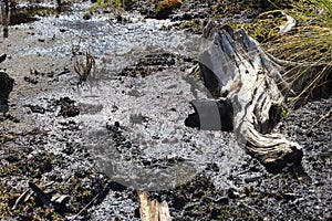 View of a marsh or bog quicksand