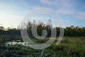 View of marshy area on the edge of a Northwoods forest at sunset