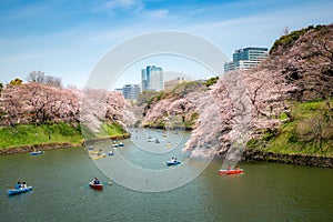 View of massive cherry blossom tree with poeple oar kayak boat in Tokyo, Japan as background. Photoed at Chidorigafuchi, Tokyo,