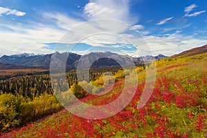 View of Matanuska glacier in fall with red flowers