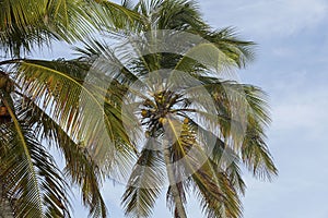 View of mature coconut fruits on tree from below.. Green palm trees on coast line. Amazing  sky white clouds and endless skyline.