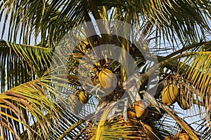 View of mature coconut fruits on tree from below.. Green palm trees on coast line. Amazing  sky white clouds and endless skyline.