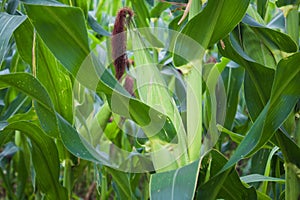 View of mature green corn growing on the field. Young Corn Plants. Corn grown in farmland, Tamil Nadu