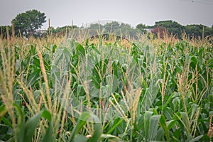 View of mature green corn growing on the field. Young Corn Plants. Corn grown in farmland, Tamil Nadu