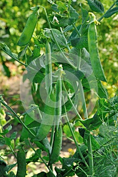 View of maturing pea pods on the stem