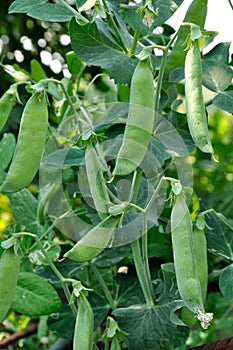 View of maturing pea pods on the stem