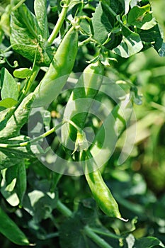 View of maturing pea pods on the stem