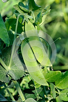 View of maturing pea pods on the stem