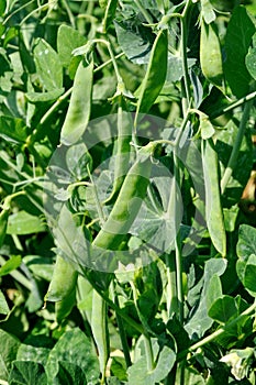 View of maturing pea pods on the stem