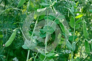 View of maturing pea pods on the stem