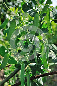 View of maturing pea pods on the stem