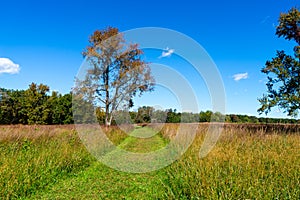 View of a meadow