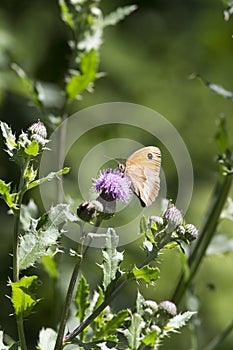 View of meadow brown butterfly on flower